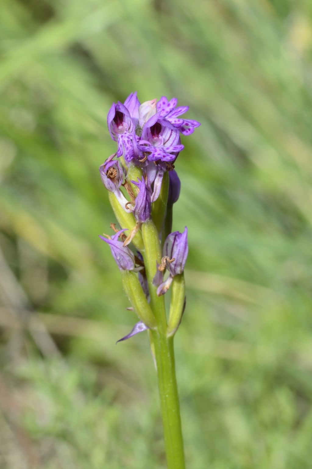 Neotinea tridentata